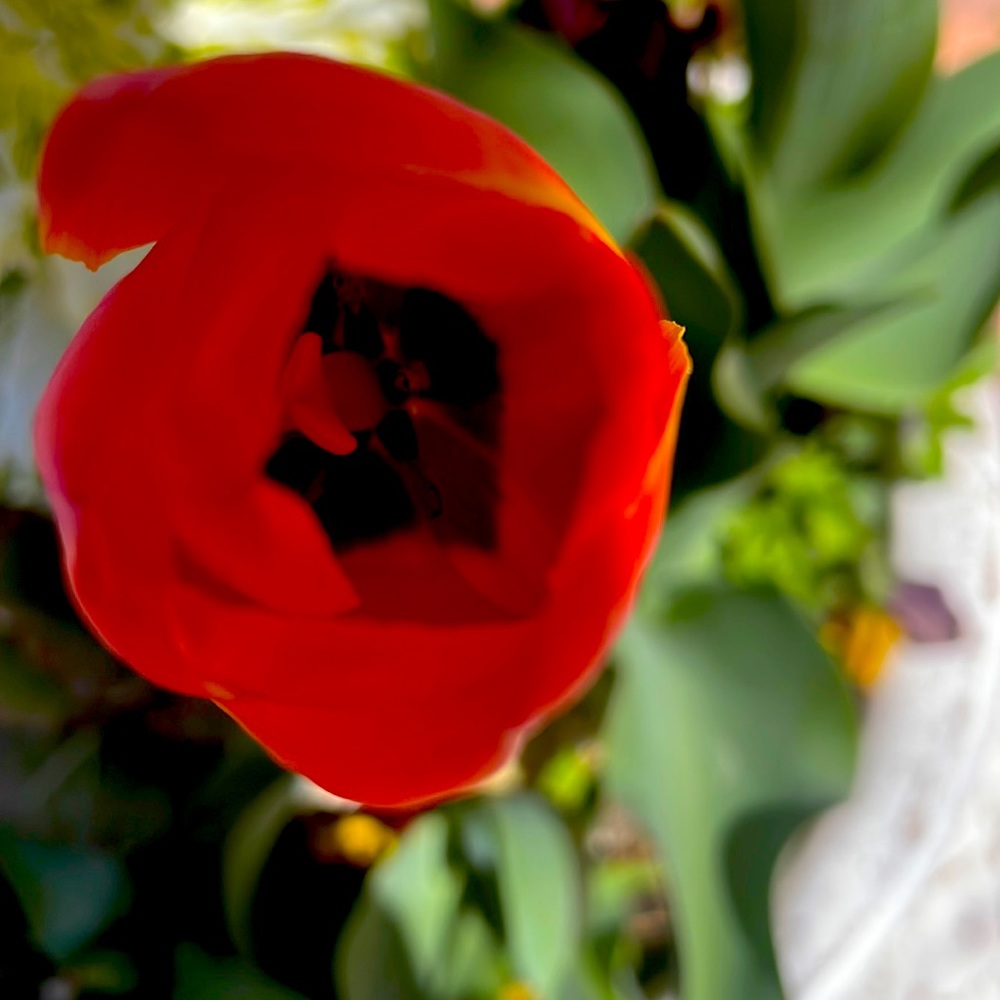 Meet your Posher, Bernadette